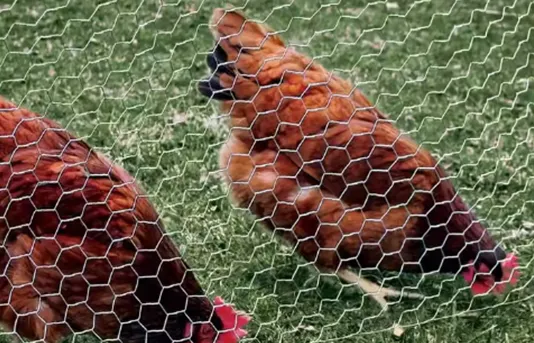 black chain link fence cost